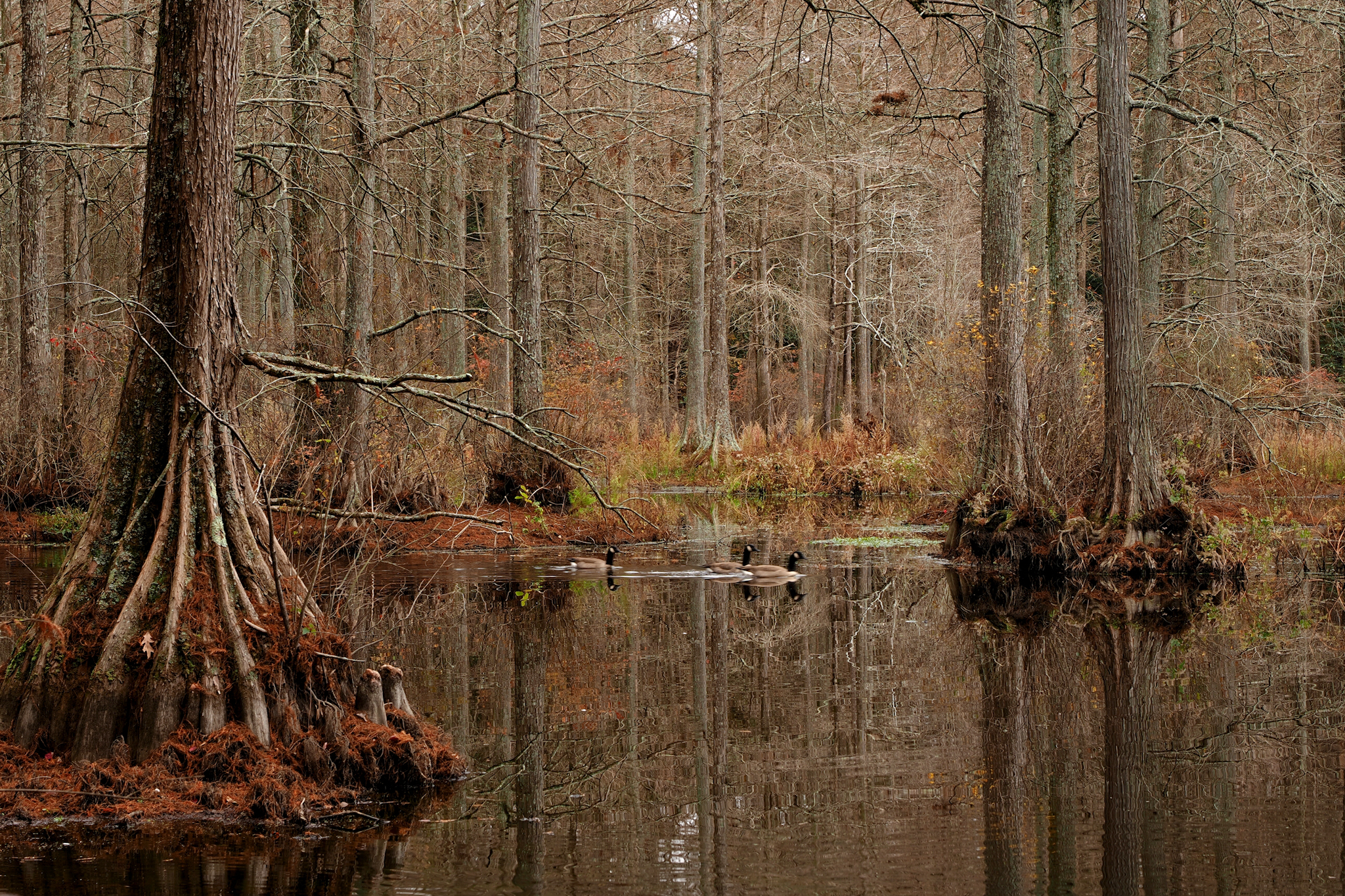 3rd PrizeOpen Nature In Class 2 By Michelle Arrington For Trap Pond Trio DEC-2024.jpg